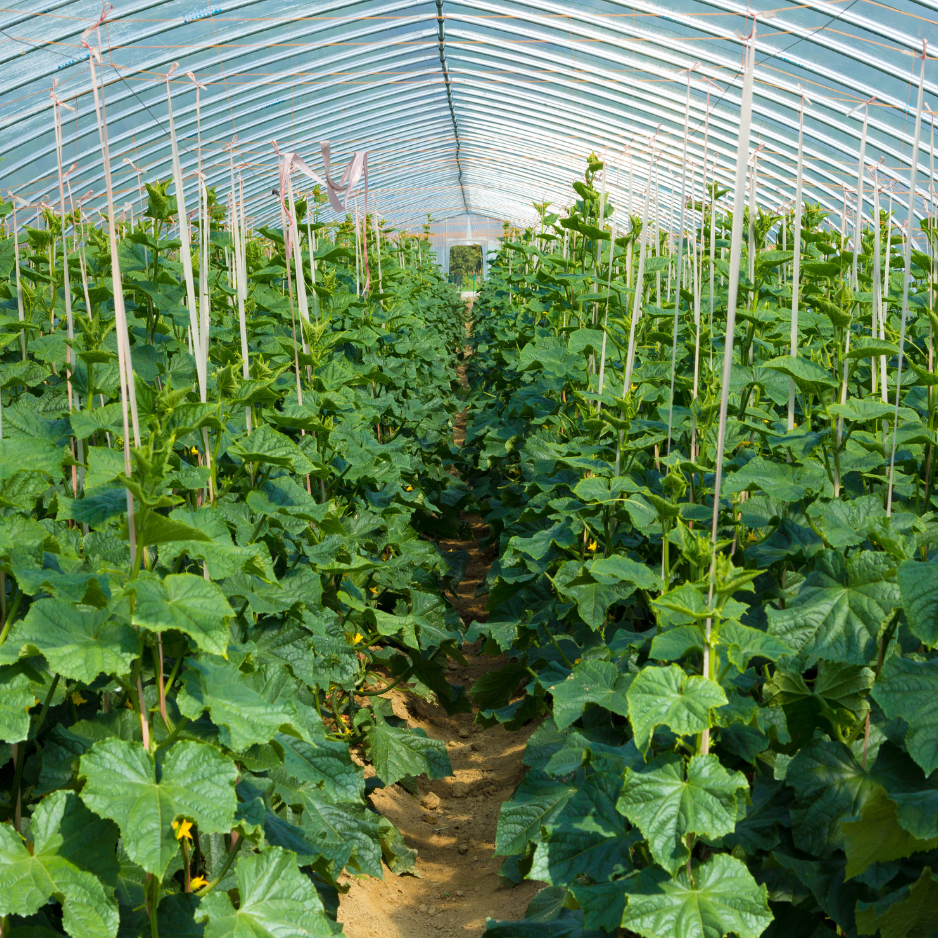 Polyhouse Cultivation of vegetables